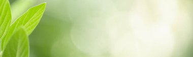 Doğaya bakış açısını kapat. Bulanık yeşil arkaplan üzerinde yeşil yaprak. Güneş ışığı altında, arka plan olarak doğal bitkiler manzarası, ekoloji örtüsü konsepti kullanarak bokeh ve kopyalama alanı altında..