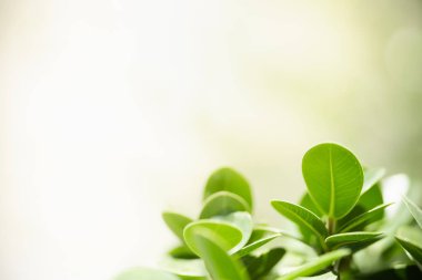 Arka plan doğal bitkiler peyzaj, ekoloji duvar kağıdı kavramı kullanarak bokeh ve kopya alanı ile güneş ışığı altında bulanık yeşillikler arka plan üzerinde doğa görünümü yeşil yaprak yakın.