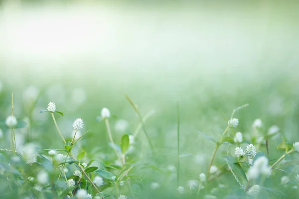 Крупним Планом Вигляд Природу Міні Біла Квітка Трава Розмитому Зеленому — стокове фото