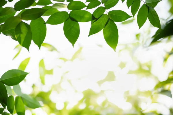 自然視野の緑の葉をクローズアップする ボケと背景自然植物の風景 エコロジー壁紙コンセプトを使用して 日光の下でぼやけた緑の背景に緑の葉 — ストック写真