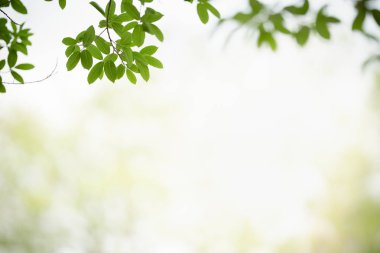 Güzel doğa görünümlü yeşil yaprak kapalı bulanık yeşil arkaplan altında güneş ışığı altında bokeh ve fotokopi alanı kullanarak arka plan doğal bitkiler manzara, ekoloji duvar kağıdı kavramı.