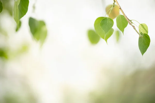 Nahaufnahme Der Schönen Natur Ansicht Grün Heiliges Feigenblatt Auf Verschwommenem — Stockfoto