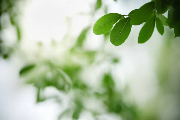 美しい緑の葉を背景にぼんやりとした緑の葉を背景に ボケとコピースペースを背景に自然植物の風景 生態壁紙のコンセプトとして使用 — ストック写真