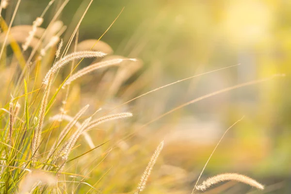 Nahaufnahme Der Schönen Natur Ansicht Grasblume Auf Verschwommenem Grün Hintergrund — Stockfoto