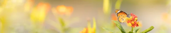 Close Widok Natury Piękny Pomarańczowy Motyl Zielonym Rozmazanym Tle Ogrodzie — Zdjęcie stockowe