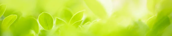 Cerrar Hermosa Vista Naturaleza Hoja Verde Sobre Fondo Vegetación Borrosa — Foto de Stock