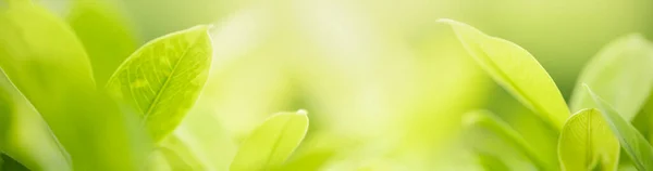 Cerrar Hermosa Vista Naturaleza Hoja Verde Sobre Fondo Vegetación Borrosa — Foto de Stock