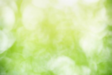 Özet bulanık ve bulanık yeşil yaprak arkaplan güneş ışığı altında arka plan olarak doğal bitkiler manzarası, ekoloji duvar kağıdı konsepti kullanarak bokeh ve kopyalama alanı ile.