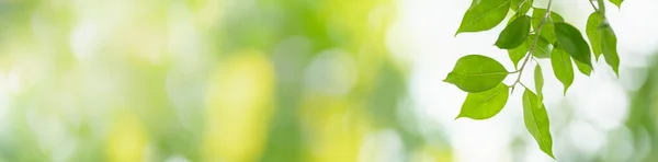 Крупним Планом Красивий Вид Природу Зелений Лист Розмитому Зеленому Фоні — стокове фото