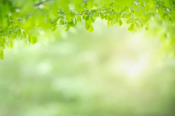 Primer Plano Hermosa Vista Naturaleza Hoja Verde Sobre Fondo Vegetación —  Fotos de Stock