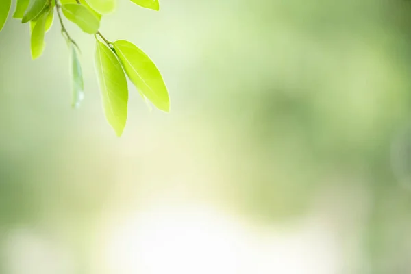 Närbild Vacker Natur Utsikt Grönt Löv Suddig Grönska Bakgrund Solljus — Stockfoto