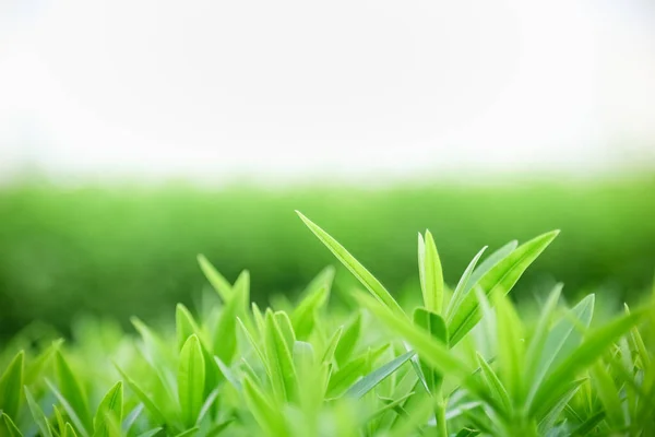 Close Van Prachtige Natuur Uitzicht Groen Blad Wazig Groen Achtergrond — Stockfoto