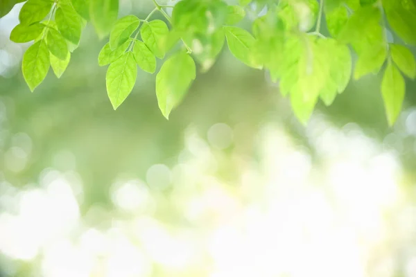 Närbild Vacker Natur Utsikt Grönt Löv Suddig Grönska Bakgrund Solljus — Stockfoto