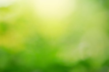 Özet bulanık ve bulanık yeşil yaprak arkaplan güneş ışığı altında arka plan olarak doğal bitkiler manzarası, ekoloji duvar kağıdı konsepti kullanarak bokeh ve kopyalama alanı ile.