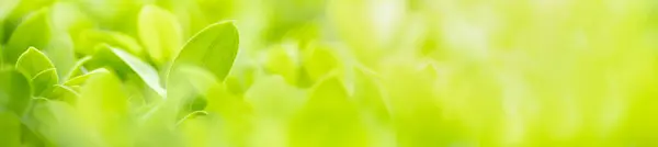 Cerrar Hermosa Vista Naturaleza Hoja Verde Sobre Fondo Vegetación Borrosa — Foto de Stock