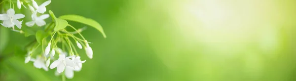 Крупним Планом Природа Дивиться Біла Квітка Розмитому Зеленому Тлі Під — стокове фото