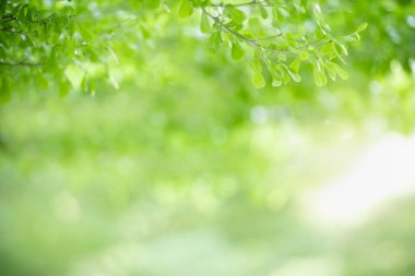 Güzel doğa görünümlü yeşil yaprak kapalı bulanık yeşil arkaplan altında güneş ışığı altında bokeh ve fotokopi alanı kullanarak arka plan doğal bitkiler manzara, ekoloji duvar kağıdı kavramı.