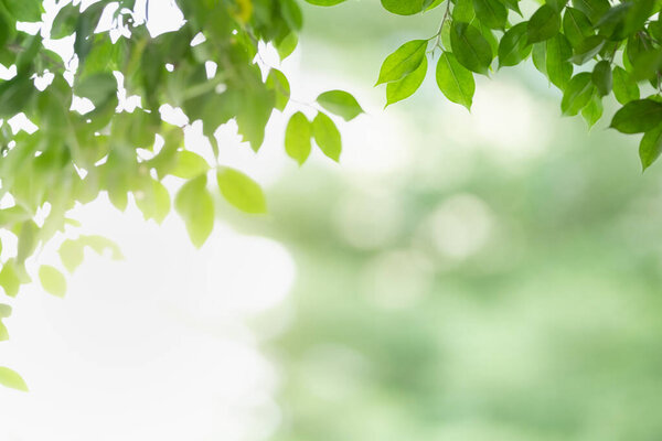 Закрыть красивый вид на природу зеленый лист на размытом зеленом фоне под солнечным светом с боке и скопировать пространство, используя в качестве фона природные растения ландшафт, экологическая концепция обоев
.