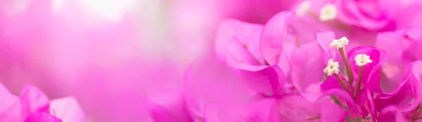 Крупним Планом Природа Красивий Вид Рожевий Бугенвіль Розмитому Зеленому Фоні — стокове фото