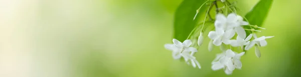 Крупним Планом Красивий Вид Природу Біла Квітка Розмитому Зеленому Фоні — стокове фото