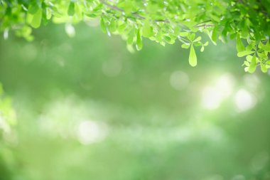 Güzel doğa görünümlü yeşil yaprak kapalı bulanık yeşil arkaplan altında güneş ışığı altında bokeh ve fotokopi alanı kullanarak arka plan doğal bitkiler manzara, ekoloji duvar kağıdı kavramı.