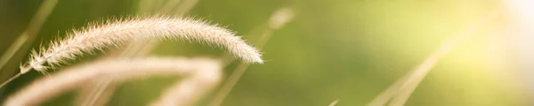 Nahaufnahme Schöne Natur Ansicht Grasblume Auf Verschwommenem Grün Hintergrund Unter — Stockfoto