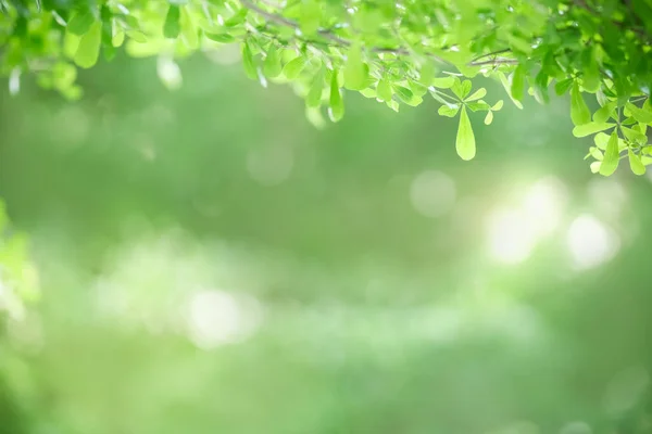 Närbild Vacker Natur Utsikt Grönt Löv Suddig Grönska Bakgrund Solljus — Stockfoto