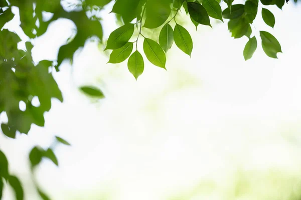 Nahaufnahme Der Schönen Natur Ansicht Grünes Blatt Auf Verschwommenem Grün — Stockfoto