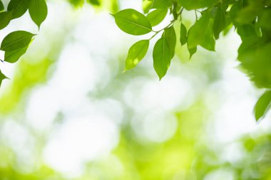 Güzel doğa görünümlü yeşil yaprak kapalı bulanık yeşil arkaplan altında güneş ışığı altında bokeh ve fotokopi alanı kullanarak arka plan doğal bitkiler manzara, ekoloji duvar kağıdı kavramı.