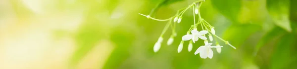 Крупним Планом Природа Дивиться Біла Квітка Розмитому Зеленому Тлі Під — стокове фото