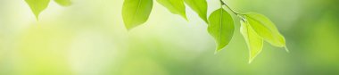 Güneş ışığı altında, arka plan olarak doğal bitkiler manzarası, ekoloji örtüsü konseptini kullanarak güneş ışığı altında yeşil yaprağı kapat..
