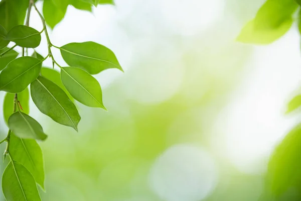 Zblízka Krásné Přírody Pohled Zelený List Rozmazané Zeleně Pozadí Slunečního — Stock fotografie
