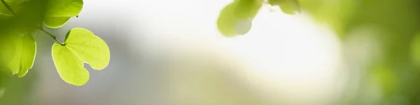 Cerrar Hermosa Vista Naturaleza Hoja Verde Sobre Fondo Vegetación Borrosa —  Fotos de Stock