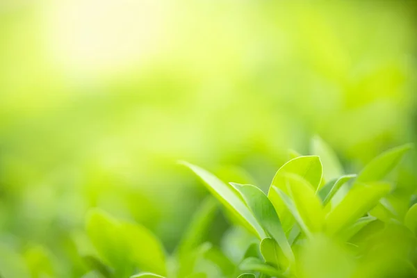 Close Van Prachtige Natuur Uitzicht Groen Blad Wazig Groen Achtergrond — Stockfoto