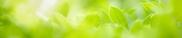 Nahaufnahme Schöne Natur Ansicht Des Grünen Blattes Auf Verschwommenem Grün — Stockfoto