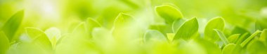 Arka planda doğal yeşil bitkiler manzarası, ekoloji, duvar kâğıdı kaplaması konseptini kullanarak bahçedeki yeşil yaprağın bulanık yeşil arkaplan üzerindeki güzel doğa görüntüsü..