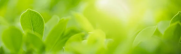Крупный План Красивый Вид Природу Зеленого Листа Размытом Зеленом Фоне — стоковое фото