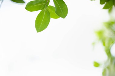 Güzel doğa görünümlü yeşil yaprak kapalı bulanık yeşil arkaplan altında güneş ışığı altında bokeh ve fotokopi alanı kullanarak arka plan doğal bitkiler manzara, ekoloji duvar kağıdı kavramı.