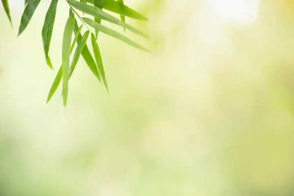 Hermosa Vista Naturaleza Hoja Bambú Verde Sobre Fondo Vegetación Borrosa — Foto de Stock