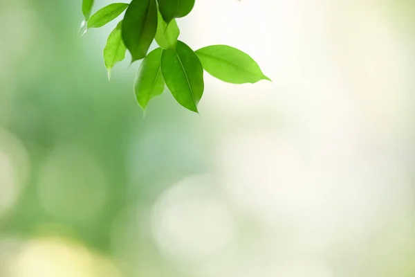 美しい緑の葉を背景にぼんやりとした緑の葉を背景に ボケとコピースペースを背景に自然植物の風景 生態壁紙のコンセプトとして使用 — ストック写真