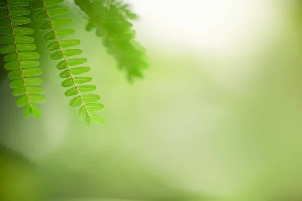 Hermosa Vista Naturaleza Hoja Verde Sobre Fondo Vegetación Borrosa Bajo —  Fotos de Stock