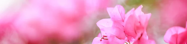 Крупним Планом Природа Красивий Вид Рожевий Бугенвіль Розмитому Зеленому Фоні — стокове фото