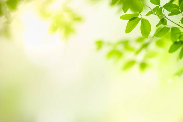 Hermosa Vista Naturaleza Hoja Verde Sobre Fondo Vegetación Borrosa Bajo — Foto de Stock