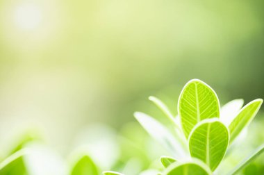 Güzel doğa manzaralı yeşil yaprak güneş ışığı altında bulanık yeşil arkaplan altında arka planda doğal bitkiler manzarası, ekoloji duvar kağıdı konsepti olarak kullanılarak fotokopi alanı.