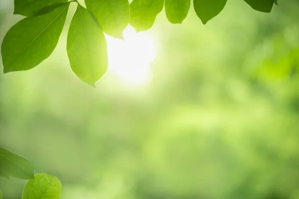 Bella Vista Sulla Natura Foglia Verde Sfondo Verde Sfocato Sotto — Foto Stock