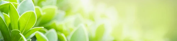 Primer Plano Hermosa Vista Naturaleza Hoja Verde Sobre Fondo Vegetación — Foto de Stock