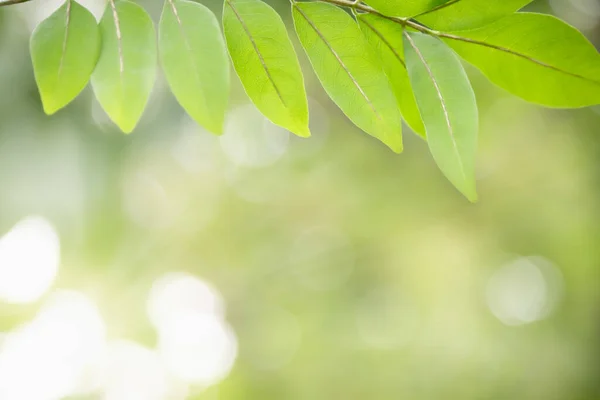 Hermosa Vista Atractiva Naturaleza Hoja Verde Sobre Fondo Vegetación Borrosa —  Fotos de Stock