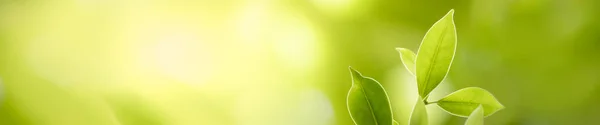 Primer Plano Hermosa Vista Naturaleza Atractiva Hoja Verde Sobre Fondo — Foto de Stock