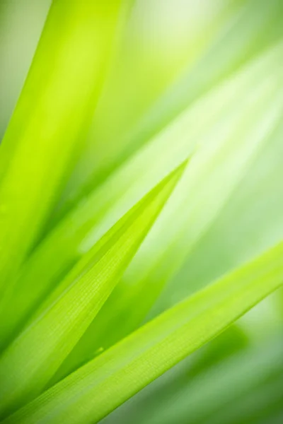 Красивый Привлекательный Вид Природу Зеленый Лист Размытом Зеленом Фоне Саду — стоковое фото