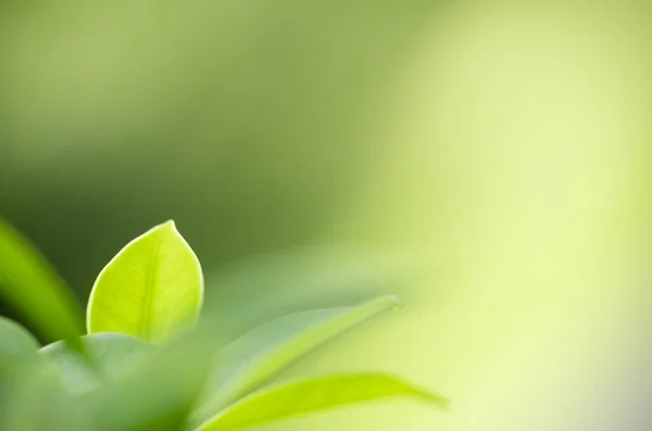 Arka planda doğal yeşil bitkiler manzarası, ekoloji, taze duvar kağıdı konsepti kullanılarak arka planda fotokopi alanı ile bahçedeki bulanık yeşil yaprağın güzel doğa görüntüsü.